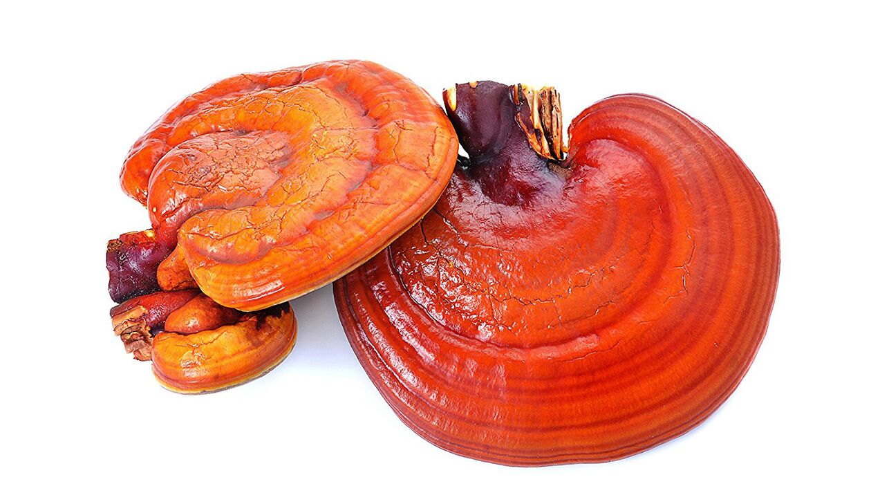 Reishi gomba kivonat a Magicoa -ban